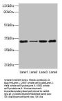 PDCD1 Antibody