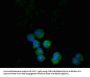 PDCD1 Antibody