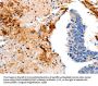 CCNC Antibody