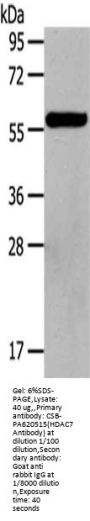 HDAC7 Antibody