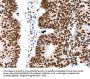 LIFR Antibody