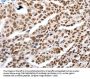 LIFR Antibody