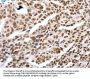 LIFR Antibody