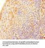 TERF2 Antibody
