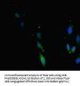 TERF2 Antibody