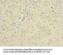 INPP5J Antibody