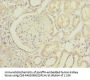 INPP5J Antibody