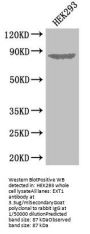 EXT1 Antibody