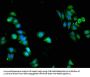PKN2 Antibody
