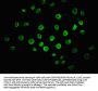 DUSP5 Antibody