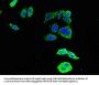 DDR2 Antibody