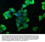 STK4 Antibody