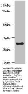 MRPL28 Antibody