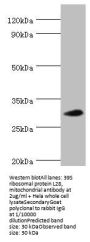 MRPL28 Antibody