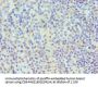 TARDBP Antibody