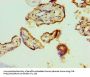 TARDBP Antibody
