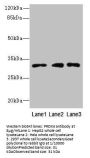 PRDX4 Antibody