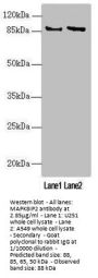 MAPK8IP2 Antibody