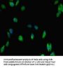 IKZF1 Antibody