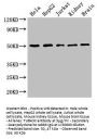 TUBA3C Antibody