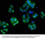 TUBA3C Antibody