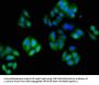 TUBA3C Antibody