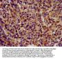 KCNC3 Antibody