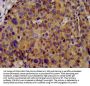 KCNC3 Antibody