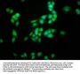KCNC3 Antibody