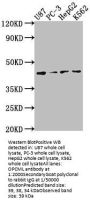 OPCML Antibody