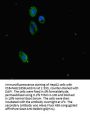 SUZ12 Antibody