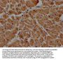 DIXDC1 Antibody