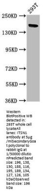 ITSN1 Antibody