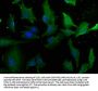 LAMA4 Antibody