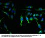 KCNMB1 Antibody