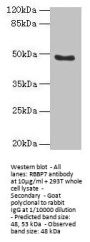 RBBP7 Antibody