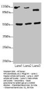 NFIL3 Antibody