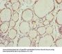 NFIL3 Antibody