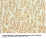 NFIL3 Antibody