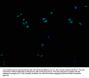 CYP2A13 Antibody