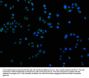 CYP2A13 Antibody