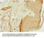 ITGB3BP Antibody