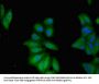 TNFAIP1 Antibody
