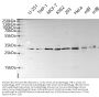 KLF9 Antibody