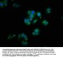 GOLGB1 Antibody