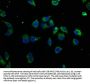 GRM3 Antibody