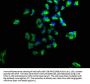 PRKD1 Antibody