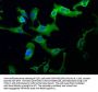 RASA2 Antibody