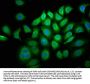 LLGL1 Antibody