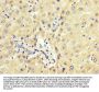 PCBP2 Antibody